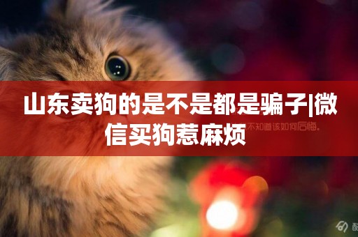 山東賣狗的是不是都是騙子|微信買狗惹麻煩 