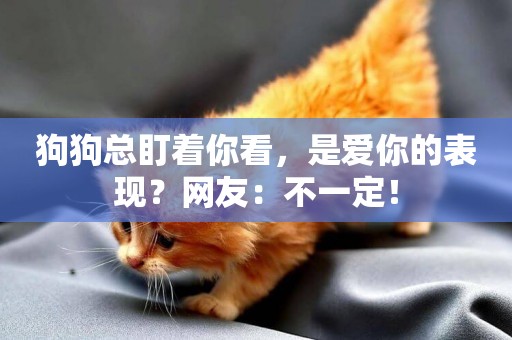 狗狗總盯著你看，是愛你的表現？網友：不一定！