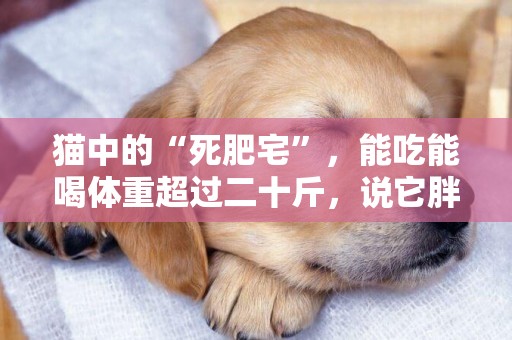 貓中的“死肥宅”，能吃能喝體重超過二十斤，說它胖它就會不高興