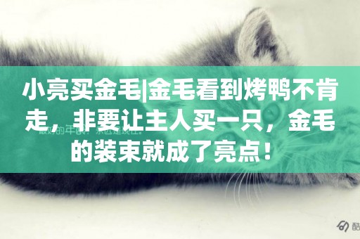 小亮買金毛|金毛看到烤鴨不肯走，非要讓主人買一只，金毛的裝束就成了亮點！ 