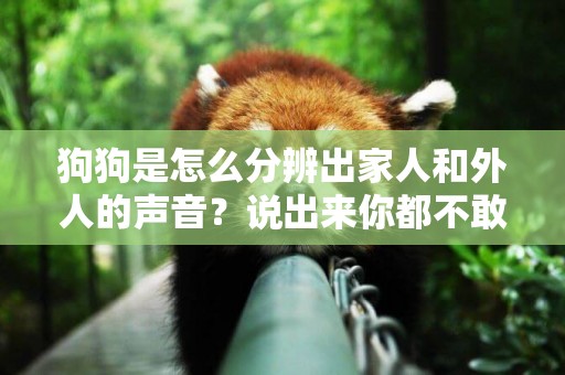 狗狗是怎么分辨出家人和外人的聲音？說出來你都不敢信