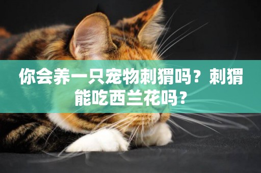 你會養一只寵物刺猬嗎？刺猬能吃西蘭花嗎？
