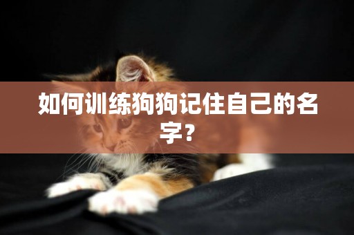 如何訓練狗狗記住自己的名字？
