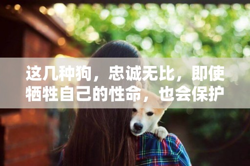 這幾種狗，忠誠無比，即使犧牲自己的性命，也會保護主人的安全