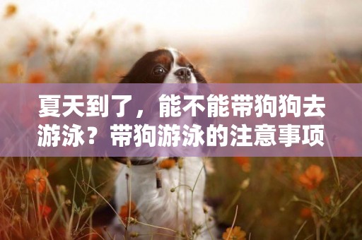 夏天到了，能不能帶狗狗去游泳？帶狗游泳的注意事項，你知道嗎？