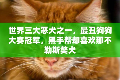 世界三大惡犬之一，最丑狗狗大賽冠軍，黑手幫卻喜歡那不勒斯獒犬