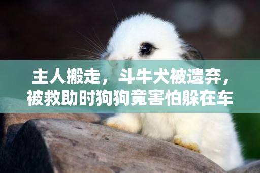 主人搬走，斗牛犬被遺棄，被救助時狗狗竟害怕躲在車底，不愿離開