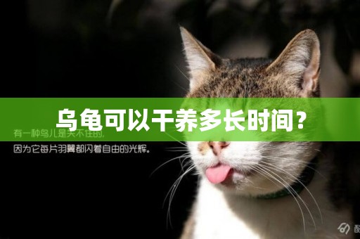 烏龜可以干養多長時間？