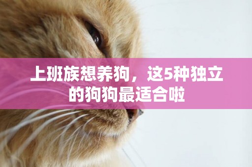 上班族想養狗，這5種獨立的狗狗最適合啦