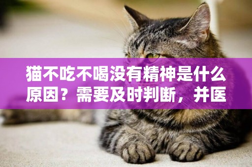 貓不吃不喝沒有精神是什么原因？需要及時判斷，并醫治