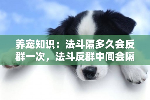 養寵知識：法斗隔多久會反群一次，法斗反群中間會隔多久