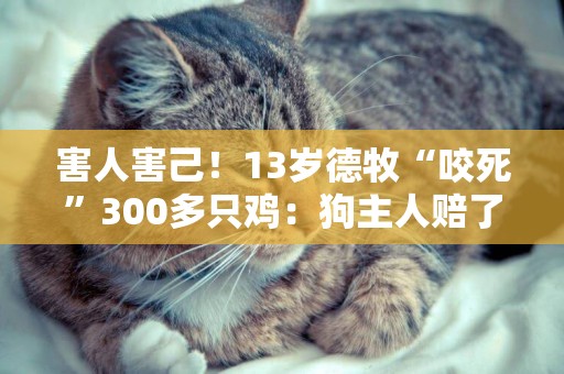 害人害己！13歲德牧“咬死”300多只雞：狗主人賠了8500元！
