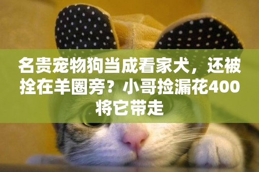 名貴寵物狗當成看家犬，還被拴在羊圈旁？小哥撿漏花400將它帶走
