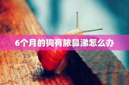 6個月的狗有膿鼻涕怎么辦