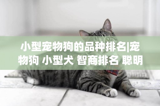 小型寵物狗的品種排名|寵物狗 小型犬 智商排名 聰明的狗名 
