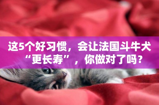這5個好習慣，會讓法國斗牛犬“更長壽”，你做對了嗎？