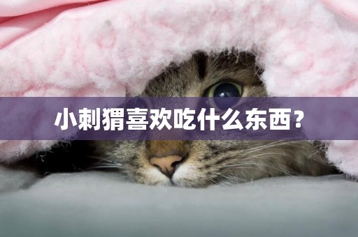 小刺猬喜歡吃什么東西？
