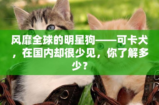 風靡全球的明星狗——可卡犬，在國內卻很少見，你了解多少？