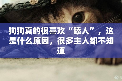 狗狗真的很喜歡“舔人”，這是什么原因，很多主人都不知道