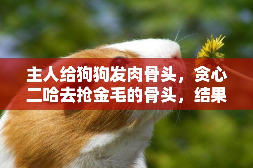 主人給狗狗發肉骨頭，貪心二哈去搶金毛的骨頭，結果自己的反被偷