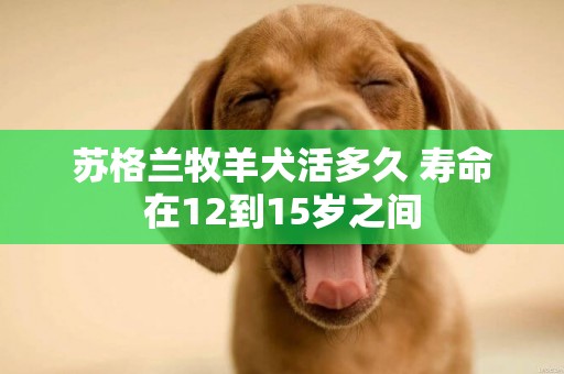 蘇格蘭牧羊犬活多久 壽命在12到15歲之間