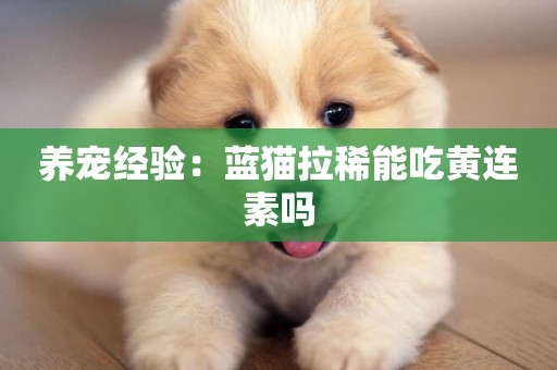 養寵經驗：藍貓拉稀能吃黃連素嗎