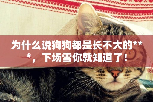 為什么說狗狗都是長不大的***，下場雪你就知道了！