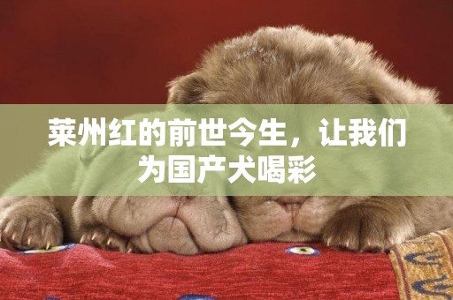 萊州紅的前世今生，讓我們為國產犬喝彩