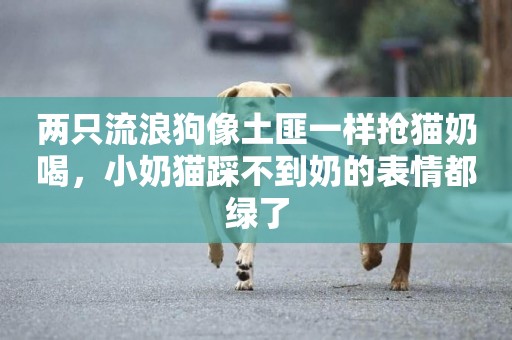 兩只流浪狗像土匪一樣搶貓奶喝，小奶貓踩不到奶的表情都綠了