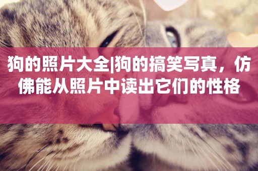 狗的照片大全|狗的搞笑寫真，仿佛能從照片中讀出它們的性格 
