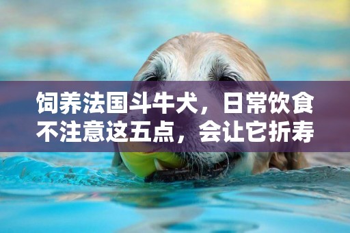 飼養法國斗牛犬，日常飲食不注意這五點，會讓它折壽