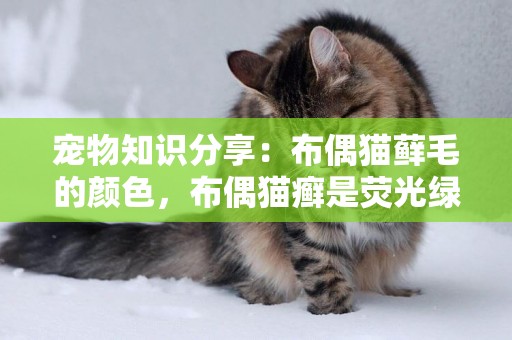 寵物知識分享：布偶貓蘚毛的顏色，布偶貓癬是熒光綠嗎