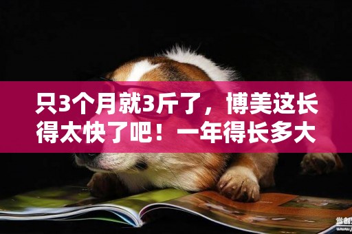 只3個月就3斤了，博美這長得太快了吧！一年得長多大？