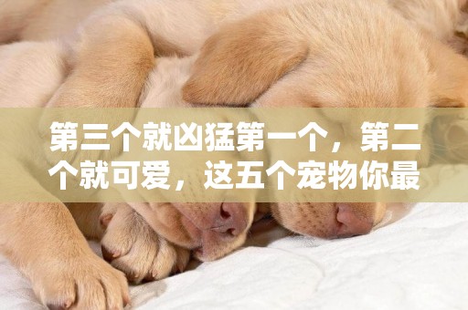 第三個就兇猛第一個，第二個就可愛，這五個寵物你最想***哪一個
