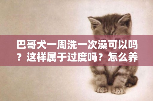 巴哥犬一周洗一次澡可以嗎？這樣屬于過度嗎？怎么養護？