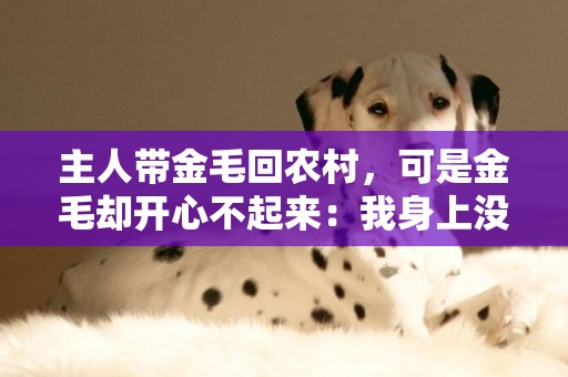 主人帶金毛回農村，可是金毛卻開心不起來：我身上沒藏吃的