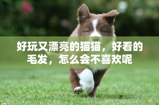 好玩又漂亮的貓貓，好看的毛發，怎么會不喜歡呢