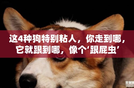 這4種狗特別粘人，你走到哪，它就跟到哪，像個‘跟屁蟲’