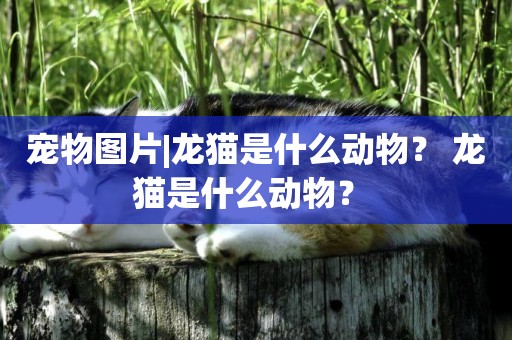 寵物圖片|龍貓是什么動物？ 龍貓是什么動物？ 