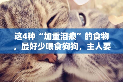 這4種“加重淚痕”的食物，最好少喂食狗狗，主人要了解