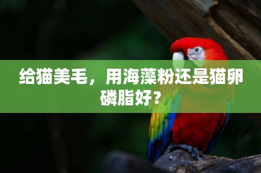 給貓美毛，用海藻粉還是貓卵磷脂好？