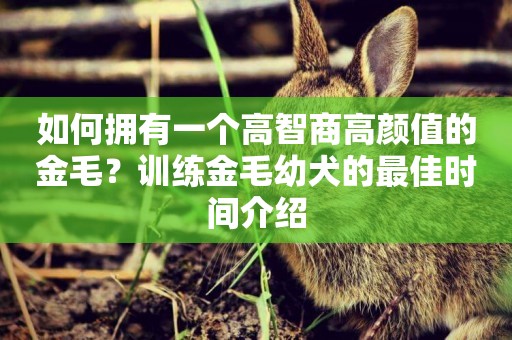 如何擁有一個高智商高顏值的金毛？訓練金毛幼犬的最佳時間介紹