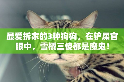 最愛拆家的3種狗狗，在鏟屎官眼中，雪橇三傻都是魔鬼！