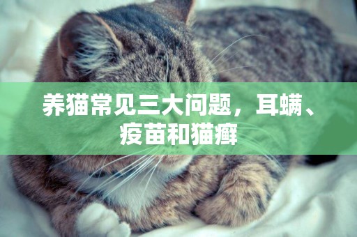 養貓常見三大問題，耳螨、疫苗和貓癬