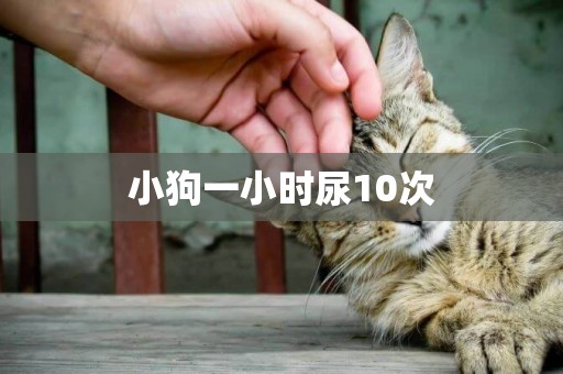 小狗一小時尿10次