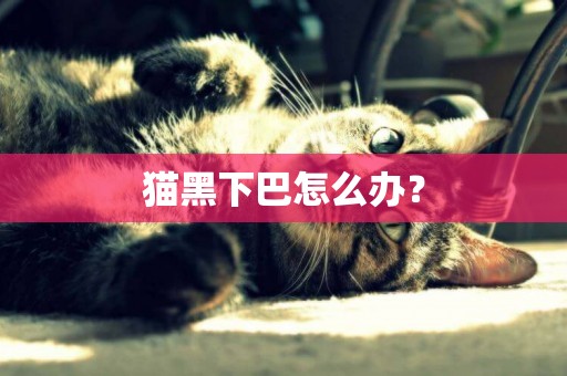 貓黑下巴怎么辦？