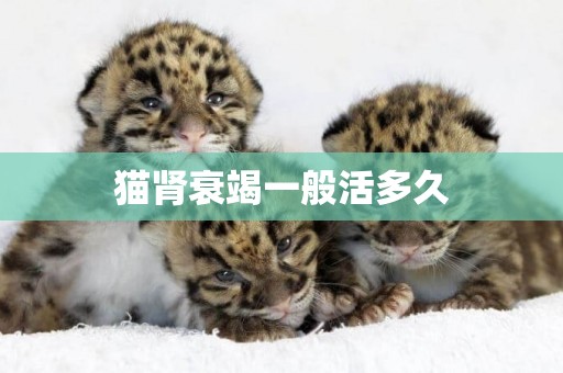 貓腎衰竭一般活多久
