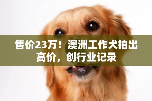 售價23萬！澳洲工作犬拍出高價，創行業記錄