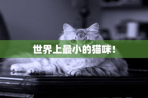 世界上最小的貓咪！