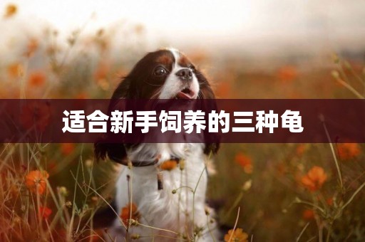適合新手飼養的三種龜